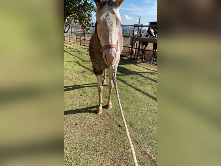 Quarter Pony Giumenta 1 Anno 145 cm Grigio in Cava de tirreni