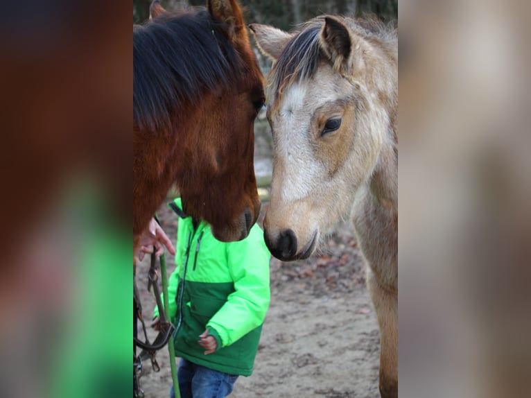 Quarter Pony Giumenta 1 Anno 145 cm Pelle di daino in Siegen