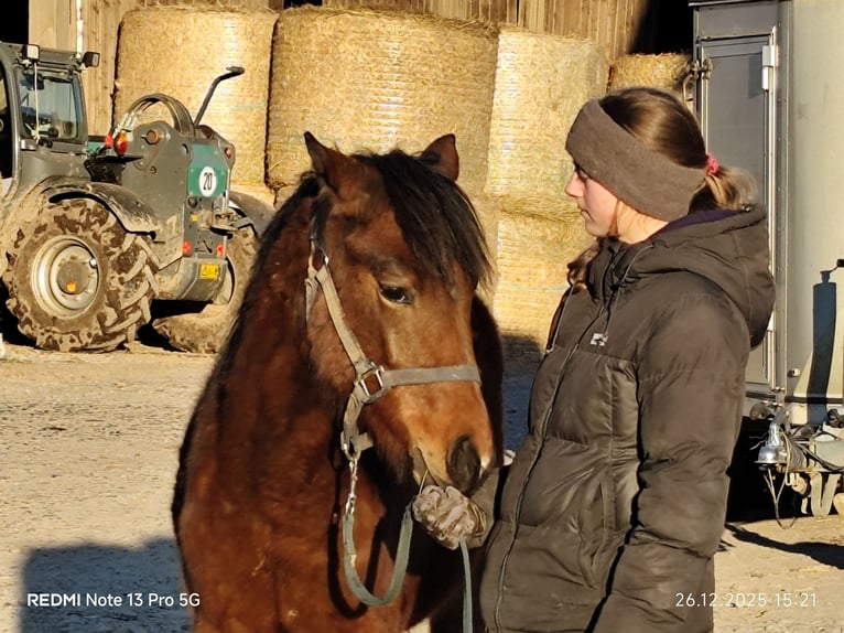 Quarter Pony Mix Giumenta 1 Anno 148 cm Baio in Buchen (Odenwald)