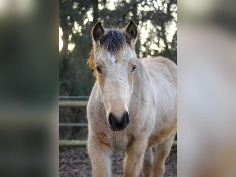 Quarter Pony Giumenta 1 Anno 148 cm Pelle di daino in Siegen