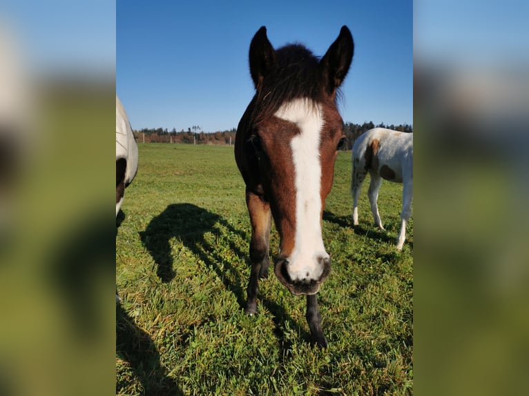 Quarter Pony Giumenta 1 Anno 150 cm Baio in Fichtenberg