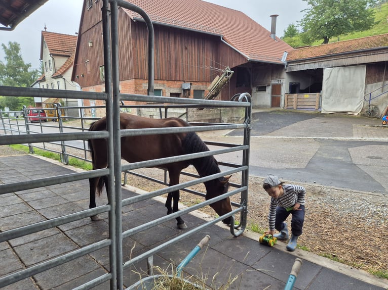 Quarter Pony Giumenta 1 Anno 150 cm Baio in Fichtenberg