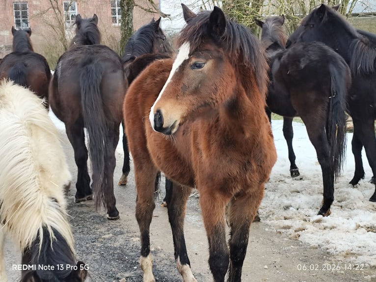 Quarter Pony Mix Giumenta 1 Anno 150 cm Baio in Buchen (Odenwald)