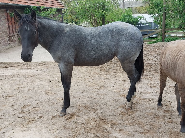 Quarter Pony Giumenta 1 Anno 157 cm Roano blu in Vlotho