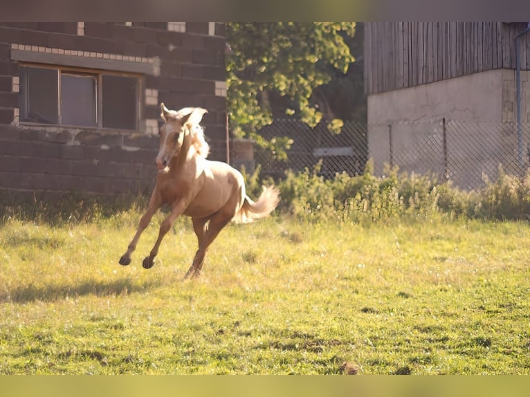 Quarter Pony Mix Giumenta 1 Anno Palomino in Sulzbach-Rosenberg