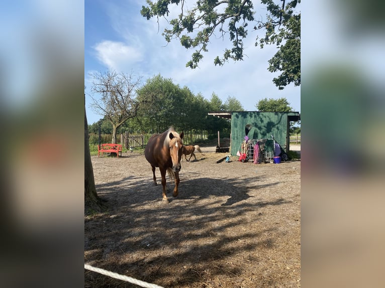 Quarter Pony Mix Giumenta 20 Anni 155 cm  in Uplengen