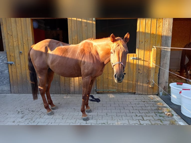 Quarter Pony Giumenta 21 Anni 155 cm Sauro in Bietigheim-Bissingen