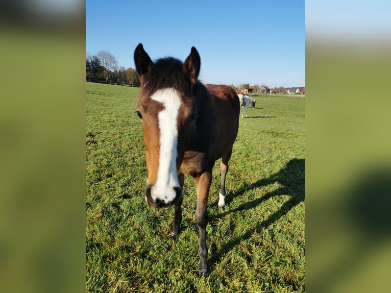 Quarter Pony Giumenta 2 Anni 150 cm Baio in Fichtenberg