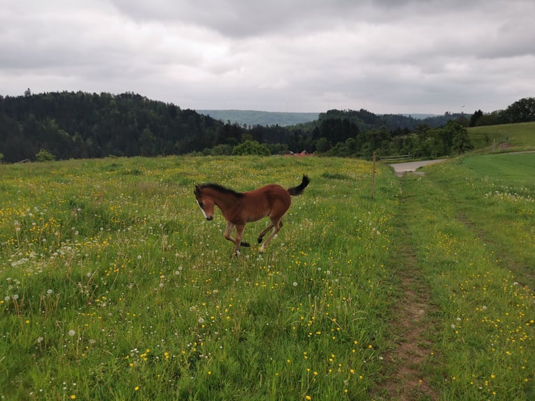 Quarter Pony Giumenta 2 Anni 150 cm Baio in Fichtenberg