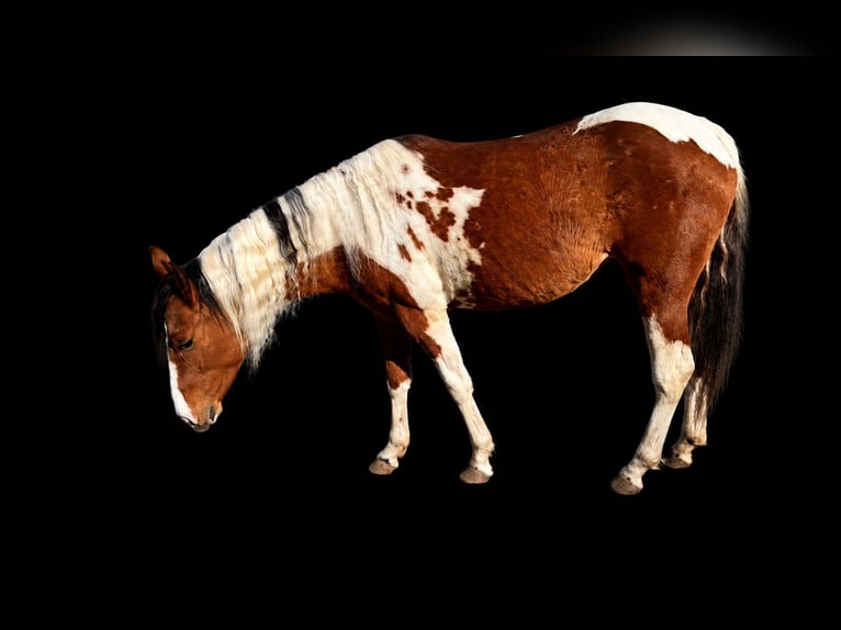 Quarter Pony Giumenta 2 Anni 153 cm Pezzato in Ilmtal