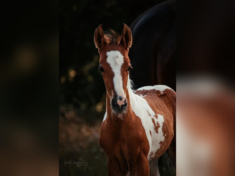 Quarter Pony Giumenta 2 Anni 153 cm Pezzato in Ilmtal