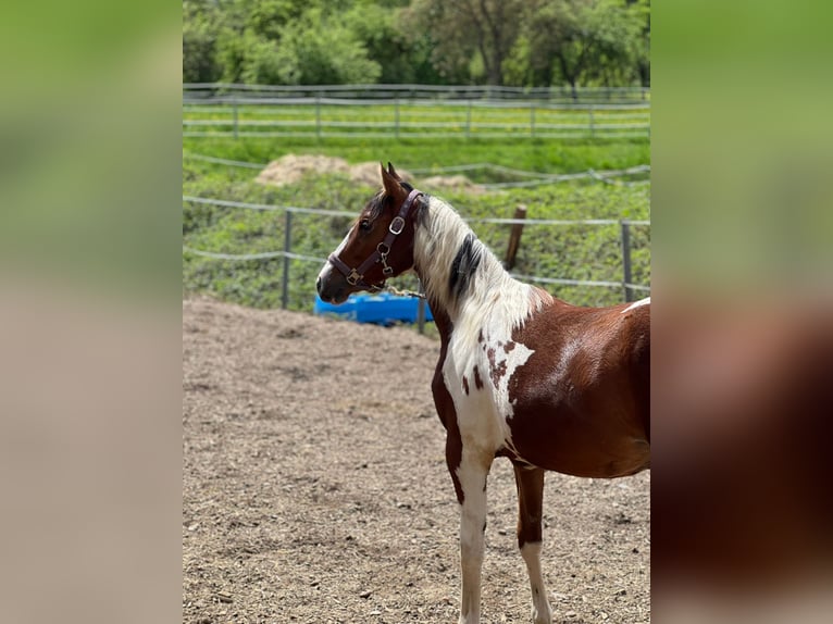 Quarter Pony Giumenta 2 Anni 153 cm Pezzato in Ilmtal