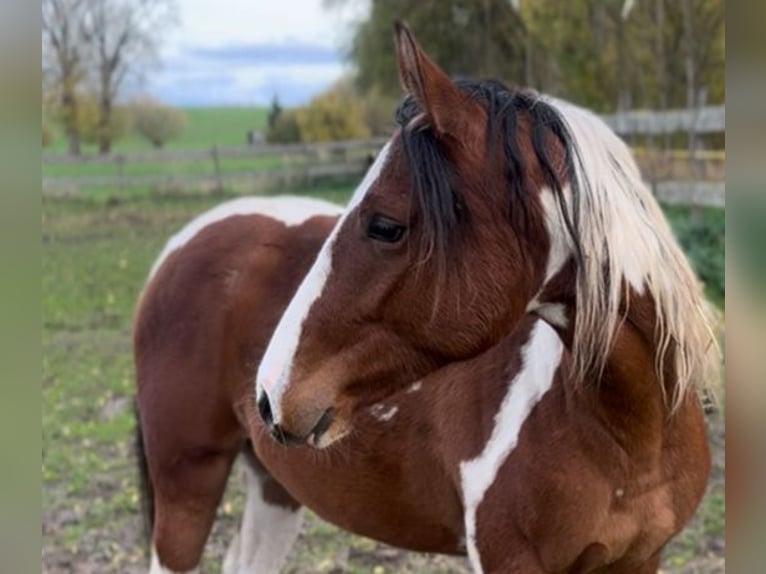 Quarter Pony Giumenta 2 Anni 153 cm Pezzato in Ilmtal