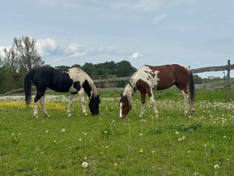Quarter Pony Giumenta 2 Anni 153 cm Pezzato in Ilmtal