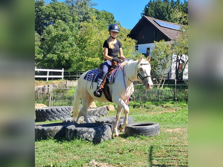 Quarter Pony Giumenta 3 Anni 140 cm Champagne in Bayerbach