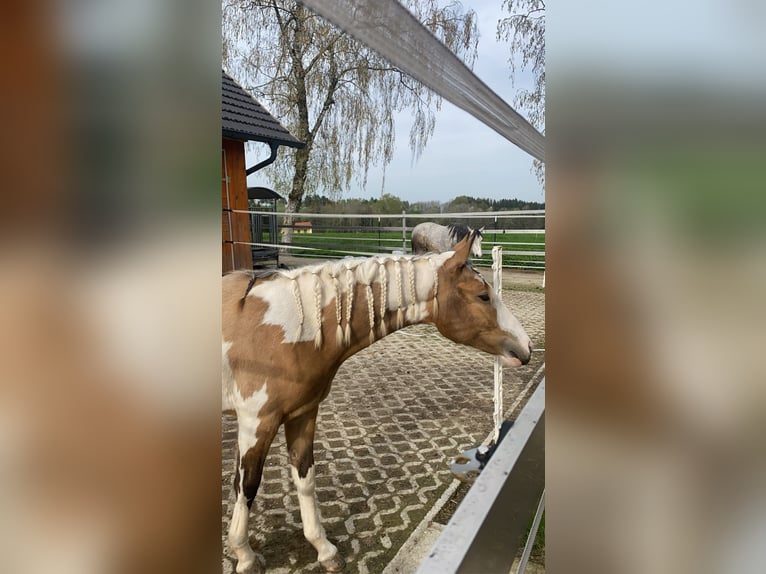 Quarter Pony Giumenta 3 Anni 145 cm Pezzato in Grieskirchen