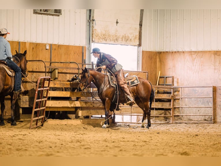 Quarter Pony Giumenta 4 Anni 137 cm Baio ciliegia in Decorah, IA