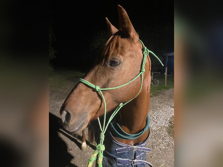 Quarter Pony Giumenta 4 Anni 140 cm Sauro in Ferrara