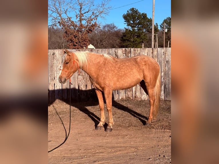 Quarter Pony Giumenta 4 Anni 142 cm Palomino in Antlers