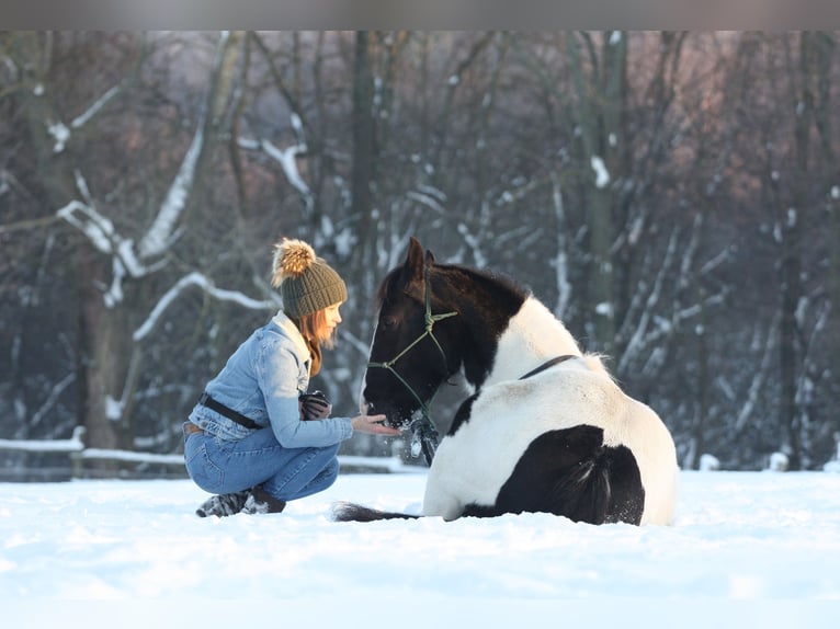 Quarter Pony Mix Giumenta 4 Anni 145 cm Pezzato in Kunów