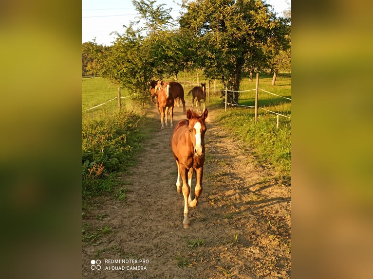 Quarter Pony Giumenta 4 Anni 153 cm Sauro in EigeltingenEigeltiu