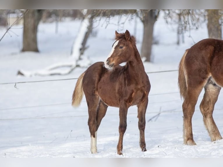 Quarter Pony Giumenta 4 Anni 153 cm Sauro in EigeltingenEigeltiu