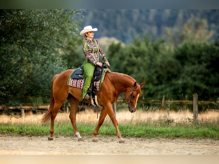 Quarter Pony Giumenta 4 Anni 159 cm Sauro in Monschau