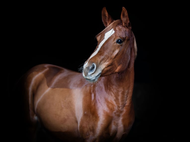 Quarter Pony Giumenta 4 Anni 159 cm Sauro in Monschau