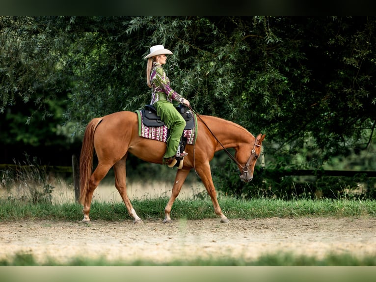 Quarter Pony Giumenta 4 Anni 159 cm Sauro in Monschau