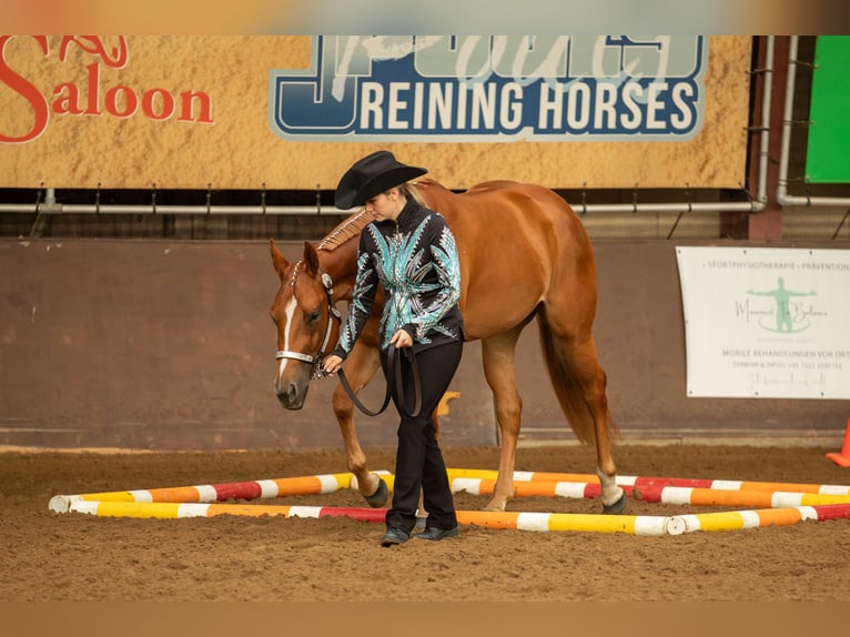 Quarter Pony Giumenta 4 Anni 159 cm Sauro in Monschau