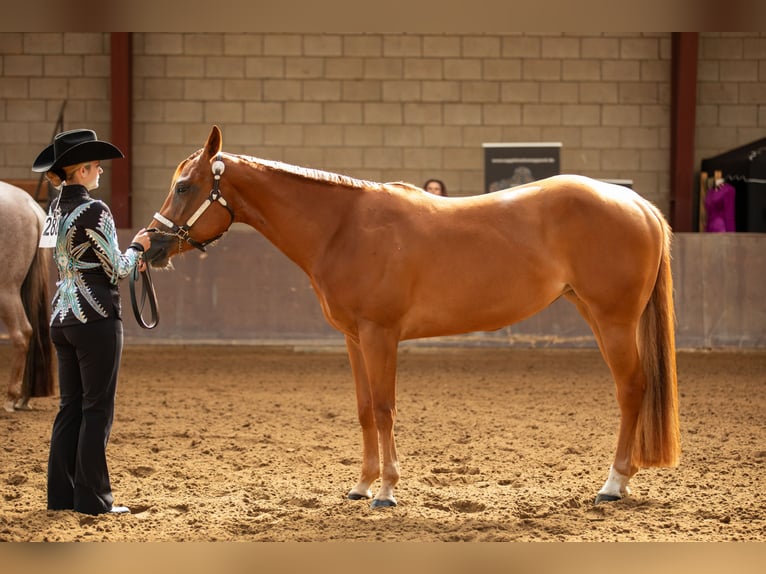 Quarter Pony Giumenta 4 Anni 159 cm Sauro in Monschau