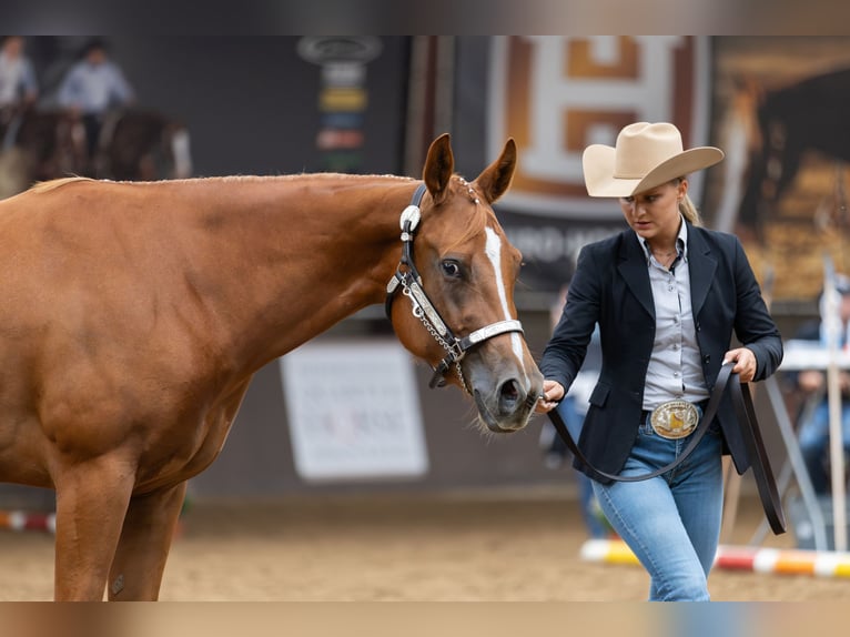 Quarter Pony Giumenta 4 Anni 159 cm Sauro in Monschau