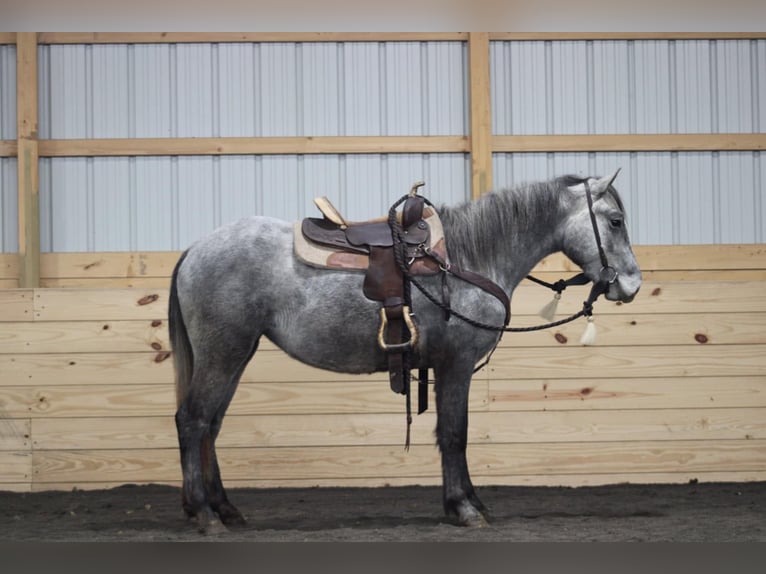 Quarter Pony Giumenta 4 Anni Grigio in Rebersburg