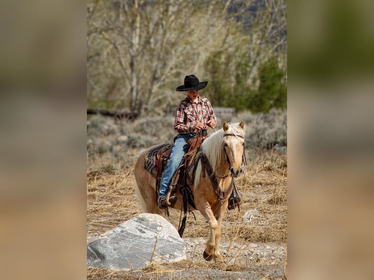 Quarter Pony Giumenta 4 Anni Palomino in Cody