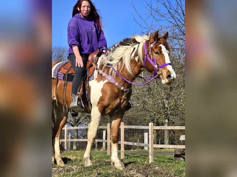 Quarter Pony Giumenta 4 Anni Pezzato in Linkenbach