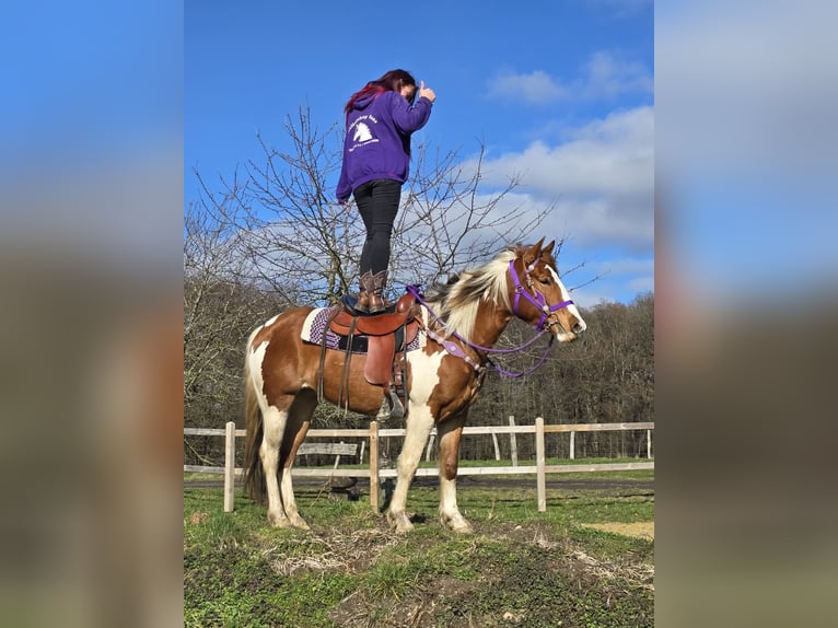 Quarter Pony Giumenta 4 Anni Pezzato in Linkenbach