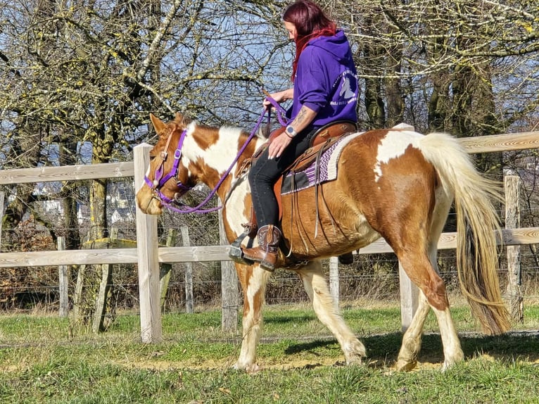 Quarter Pony Giumenta 4 Anni Pezzato in Linkenbach