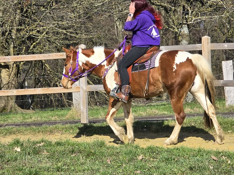 Quarter Pony Giumenta 4 Anni Pezzato in Linkenbach
