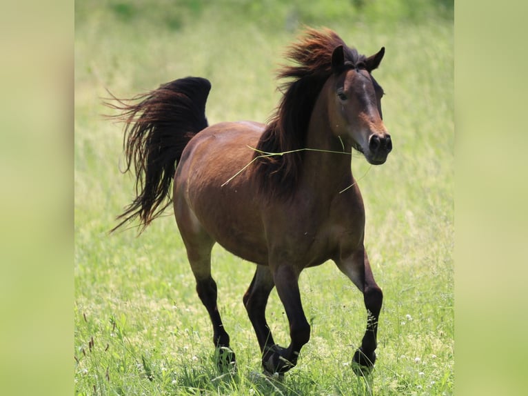 Quarter Pony Giumenta 5 Anni 125 cm Baio in Waldshut-Tiengen
