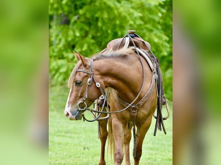 Quarter Pony Giumenta 5 Anni 137 cm Sauro ciliegia in Cabool