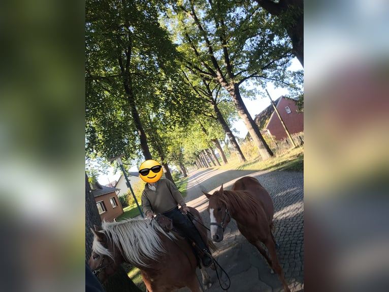 Quarter Pony Giumenta 5 Anni 145 cm Sauro in Prignitz