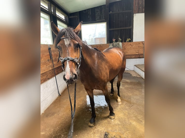 Quarter Pony Mix Giumenta 5 Anni 146 cm Baio in Gramastetten