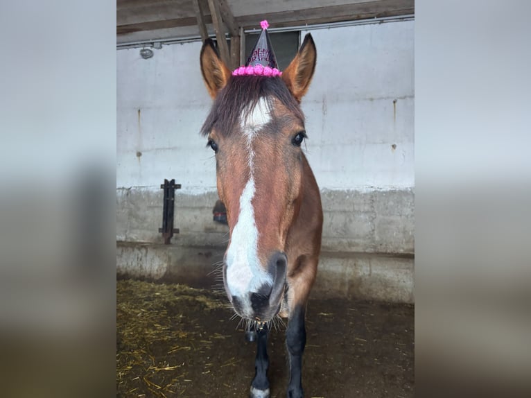 Quarter Pony Mix Giumenta 5 Anni 146 cm Baio in Gramastetten
