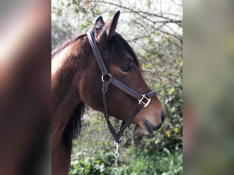 Quarter Pony Giumenta 5 Anni 155 cm Baio in Mainbernheim