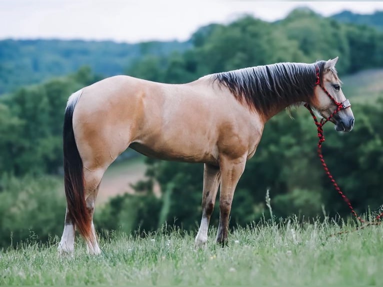 Quarter Pony Giumenta 5 Anni Pelle di daino in Culleoka