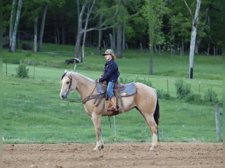 Quarter Pony Giumenta 5 Anni Pelle di daino in Culleoka