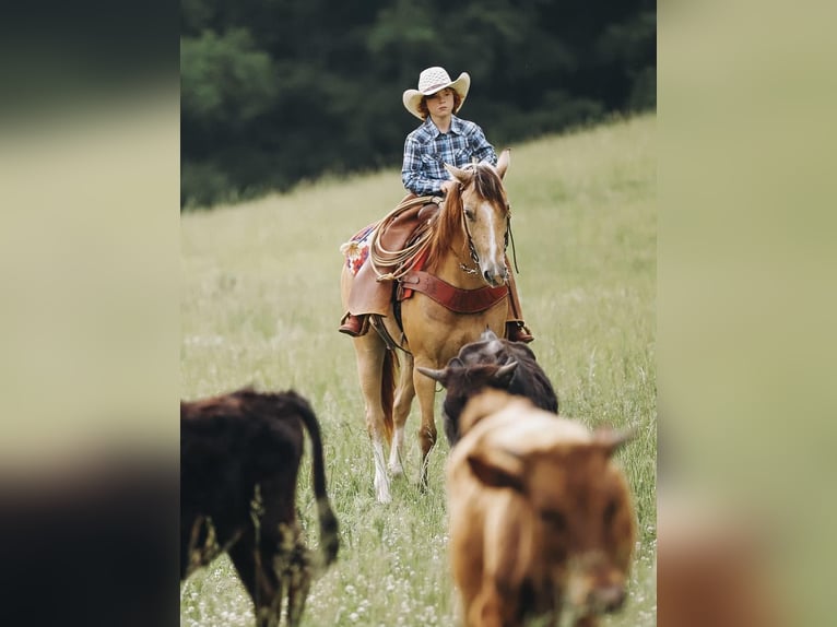 Quarter Pony Giumenta 5 Anni Pelle di daino in Culleoka