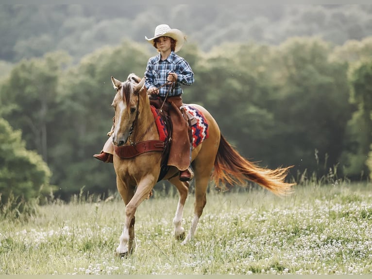 Quarter Pony Giumenta 5 Anni Pelle di daino in Culleoka