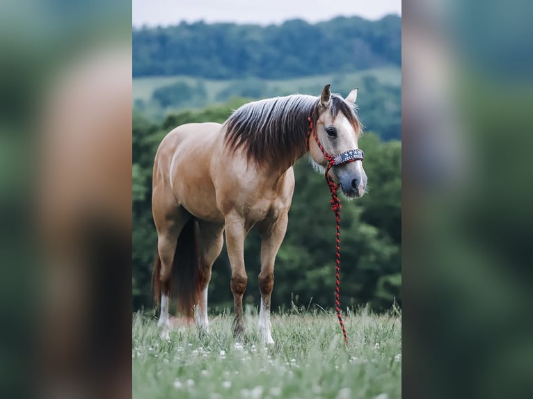 Quarter Pony Giumenta 5 Anni Pelle di daino in Culleoka