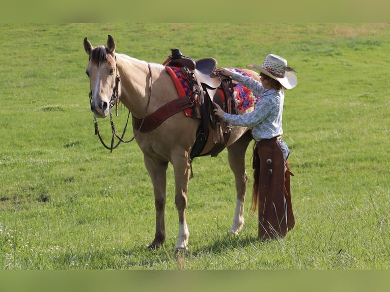 Quarter Pony Giumenta 5 Anni Pelle di daino in Culleoka